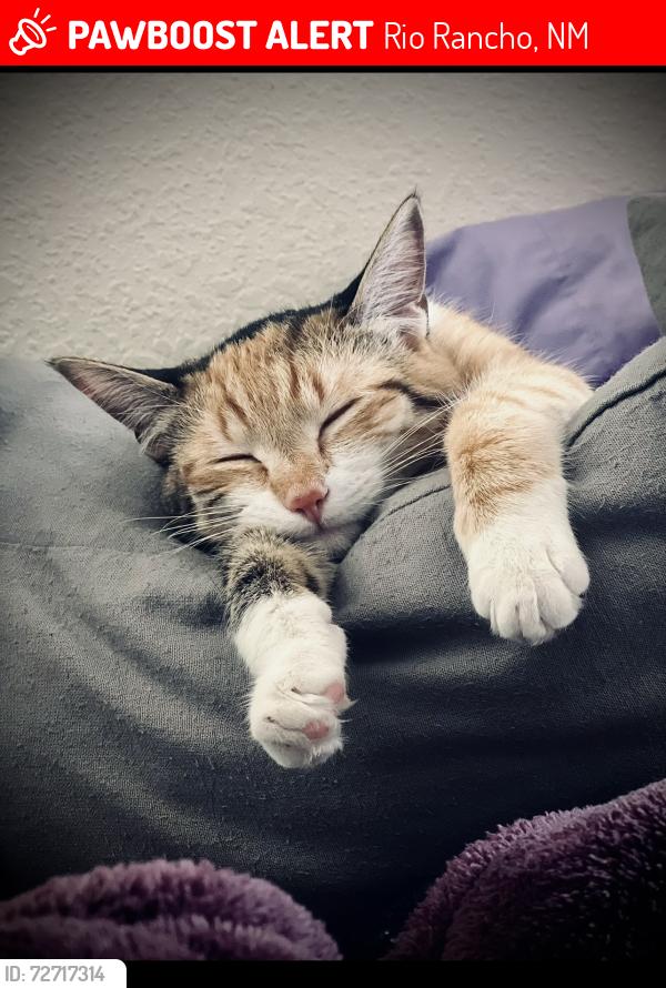 Lost Female Cat last seen Broadway , Rio Rancho, NM 87144