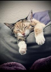 Lost Female Cat last seen Broadway , Rio Rancho, NM 87144