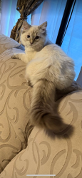 Lost Female Cat last seen Walnut and East Ash , Lebanon, OR 97355
