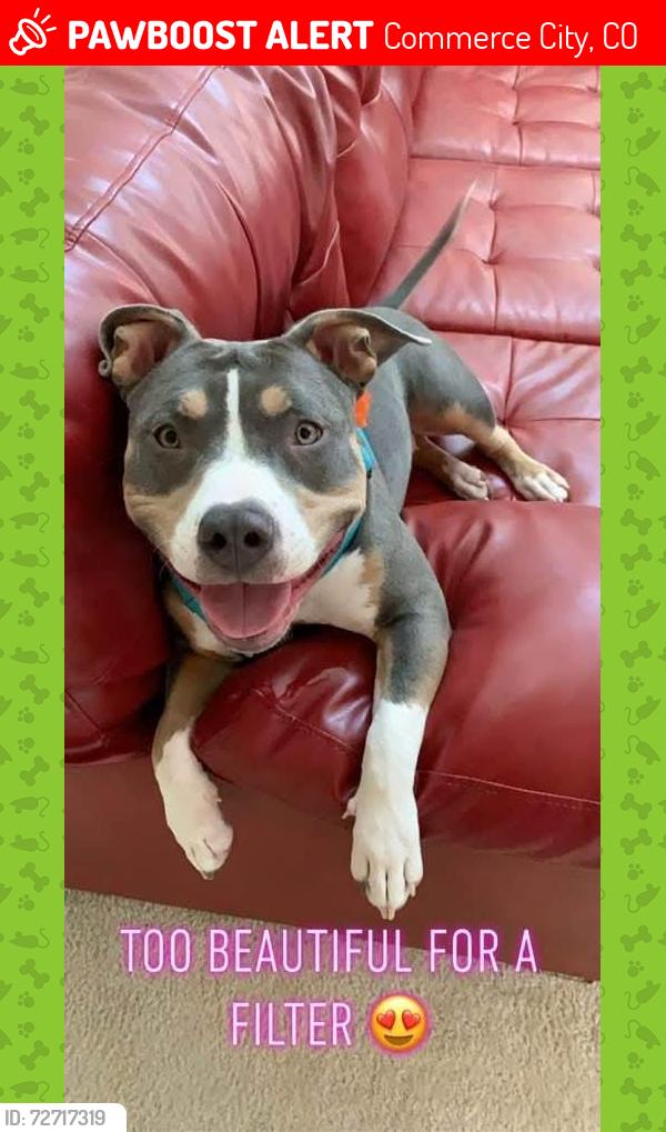Lost Female Dog last seen Hwy 2 and Quebec , Commerce City, CO 80022