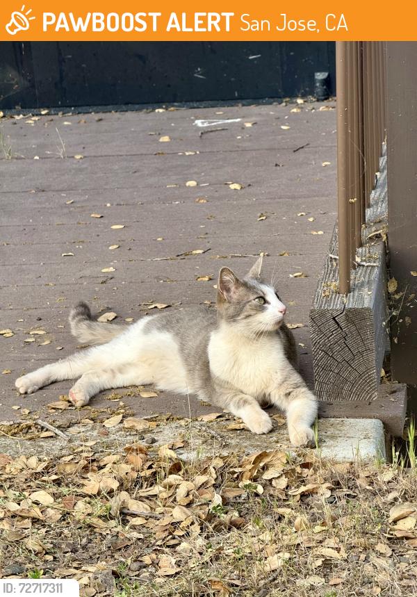 Found/Stray Female Cat last seen By the auditorium stairs, San Jose, CA 95134