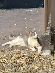 Found/Stray Female Cat last seen By the auditorium stairs, San Jose, CA 95134