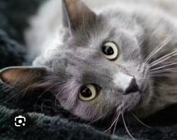 Lost Male Cat last seen Elbow Drive sw - heritage drive sw ( haysboro), Calgary, AB 