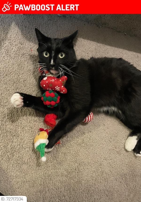 Lost Male Cat last seen Five Mile and Lake Hazel, Southwest Ada County Alliance, ID 83709