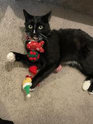 Lost Male Cat last seen Five Mile and Lake Hazel, Southwest Ada County Alliance, ID 83709