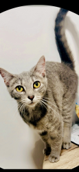 Lost Female Cat last seen Near Emerald Dunes Drive Royal Palme beach33411, Royal Palm Beach, FL 33411