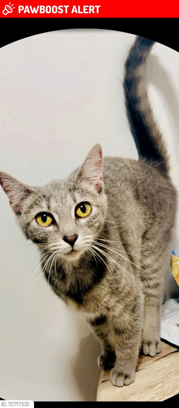 Lost Female Cat last seen Near Emerald Dunes Drive Royal Palme beach33411, Royal Palm Beach, FL 33411