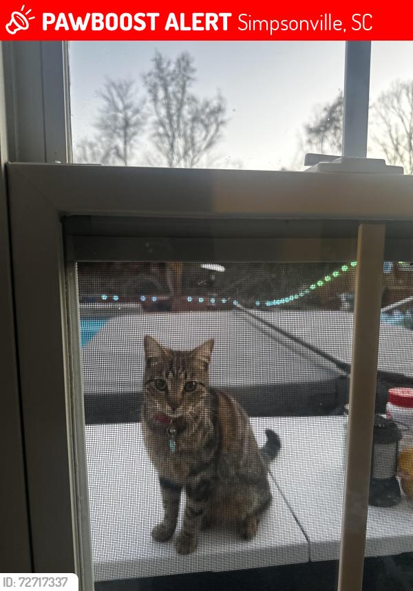 Lost Male Cat last seen Heritage Park Amphitheater, Bryson Meadows Neighborhood, Simpsonville, SC 29681