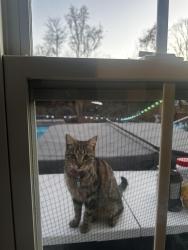 Lost Male Cat last seen Heritage Park Amphitheater, Bryson Meadows Neighborhood, Simpsonville, SC 29681