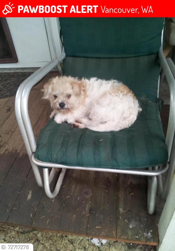 Lost Male Dog last seen Near me 96th st, Vancouver, WA 98662