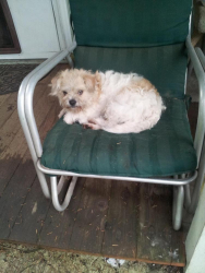 Lost Male Dog last seen Near me 96th st, Vancouver, WA 98662