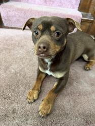 Found/Stray Male Dog last seen CVS Pharmacy, 6400 Ironbridge Rd, Richmond, VA 23234
