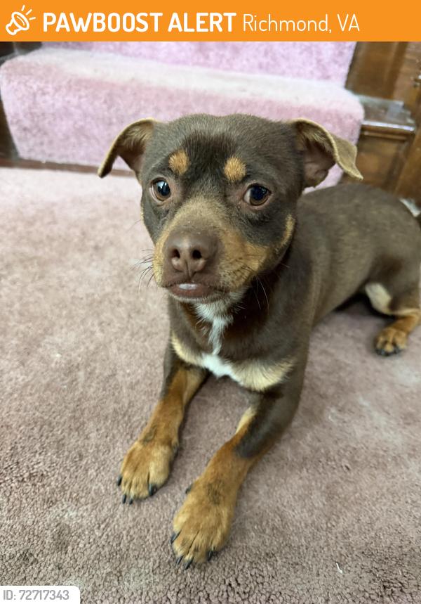 Found/Stray Male Dog last seen CVS Pharmacy, 6400 Ironbridge Rd, Richmond, VA 23234