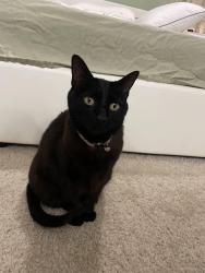 Lost Female Cat last seen Mira monte st and vista real st, Corona, CA 92879