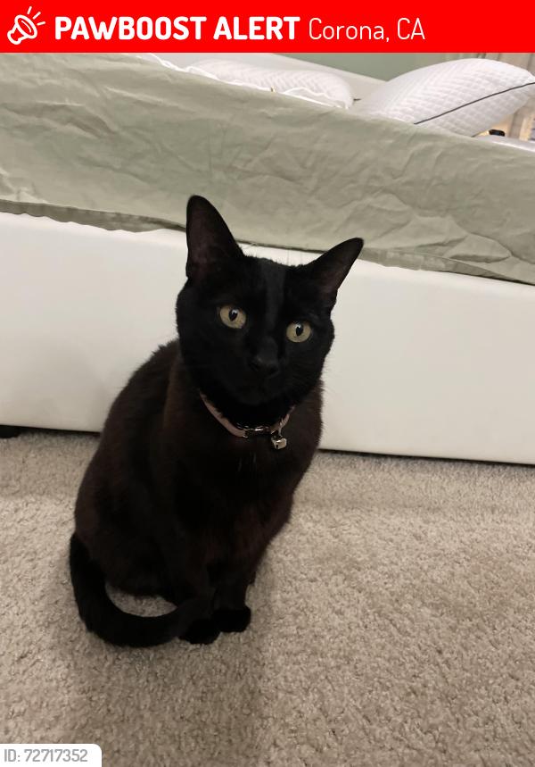 Lost Female Cat last seen Mira monte st and vista real st, Corona, CA 92879