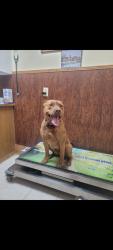 Lost Male Dog last seen Bethel rd and hwy 64, Pulaski, TN 38478