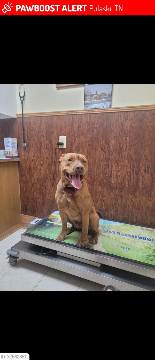 Lost Male Dog last seen Bethel rd and hwy 64, Pulaski, TN 38478