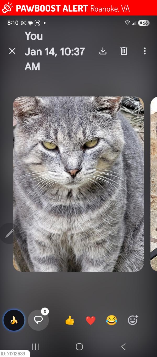 Lost Male Cat last seen Emergency Veterinary Services, Roanoke, VA 24019