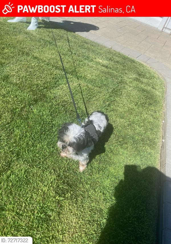 Lost Female Dog last seen Meadow Ridge Road, Salinas, CA 93907