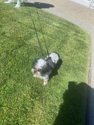Lost Female Dog last seen Meadow Ridge Road, Salinas, CA 93907