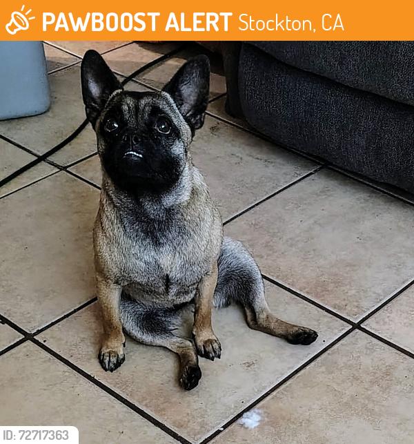 Found/Stray Female Dog last seen Jamestown , Stockton, CA 95207