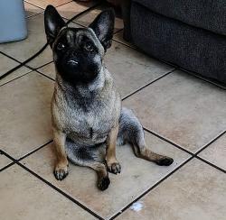 Found/Stray Female Dog last seen Jamestown , Stockton, CA 95207