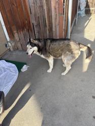 Found/Stray Male Dog last seen Santa Fe st and Thornton ave, Hemet, CA 92543