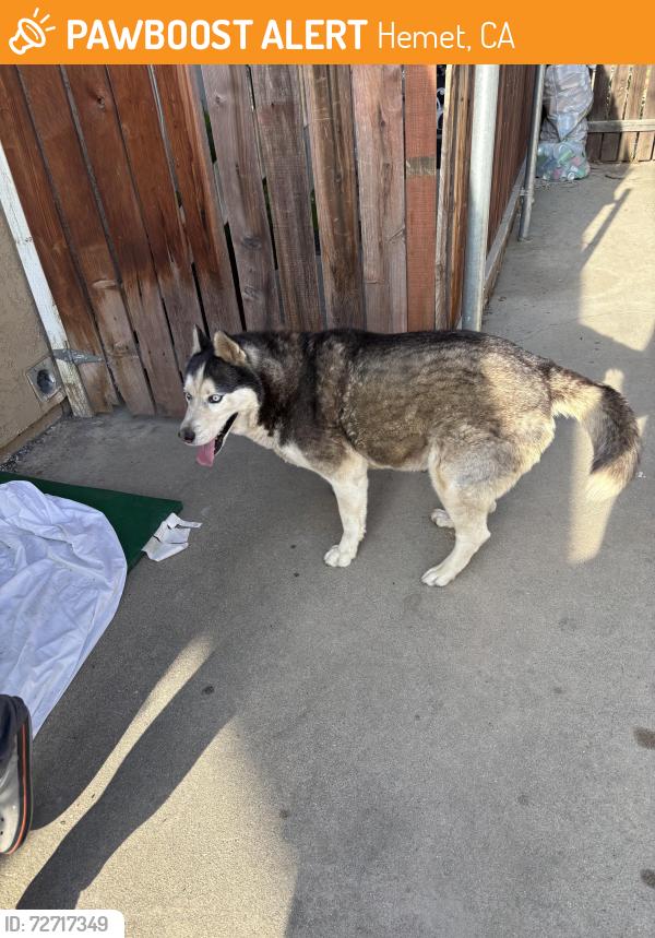 Found/Stray Male Dog last seen Santa Fe st and Thornton ave, Hemet, CA 92543