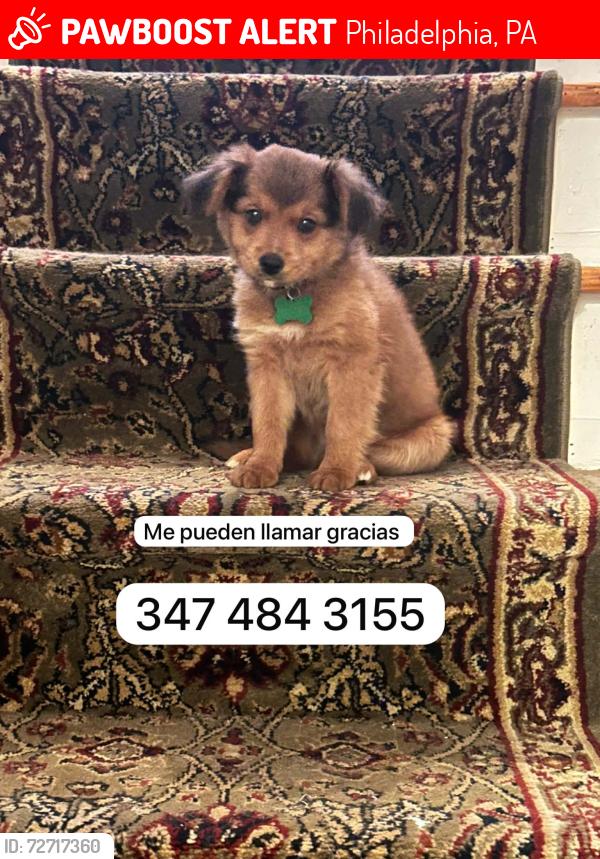 Lost Male Dog last seen Tyson av, Philadelphia, PA 19149