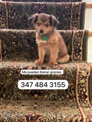 Lost Male Dog last seen Tyson av, Philadelphia, PA 19149