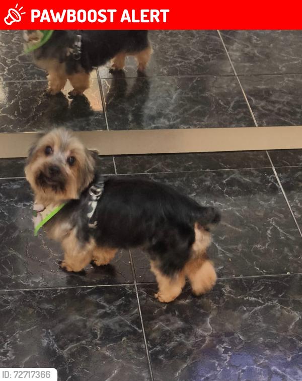 Lost Male Dog last seen Travessa do geodesio , Cidade das Flores, SP 06184-060