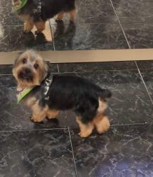 Lost Male Dog last seen Travessa do geodesio , Cidade das Flores, SP 06184-060
