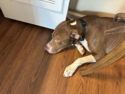 Found/Stray Male Dog last seen Lochmoor and Fair Isle , Riverside, CA 92507