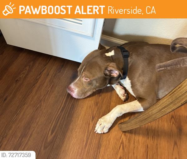 Found/Stray Male Dog last seen Lochmoor and Fair Isle , Riverside, CA 92507