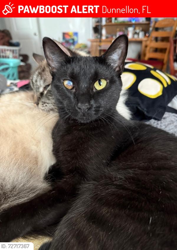 Lost Female Cat last seen Citrus Springs, FL 34433 near w Wilburton dr , Dunnellon, FL 34433