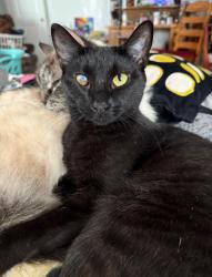Lost Female Cat last seen Citrus Springs, FL 34433 near w Wilburton dr , Dunnellon, FL 34433