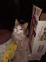 Found/Stray Male Cat last seen Palestine ests, Waller County, TX 77423