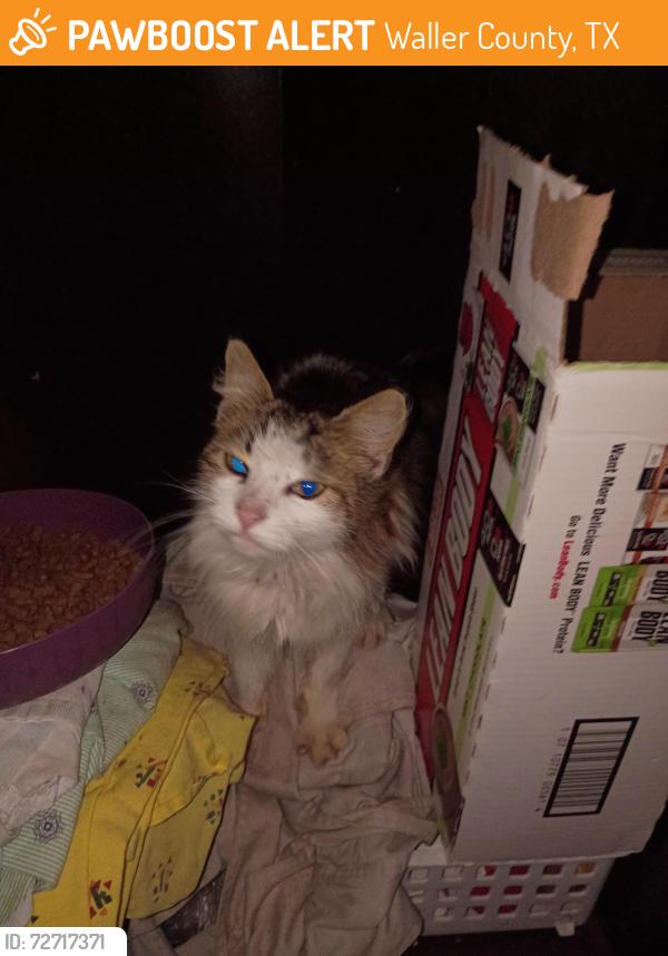 Found/Stray Male Cat last seen Palestine ests, Waller County, TX 77423