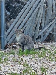 Found/Stray Unknown Cat last seen Near South 3500 West behind Family Dollar, West Valley City, UT 84119
