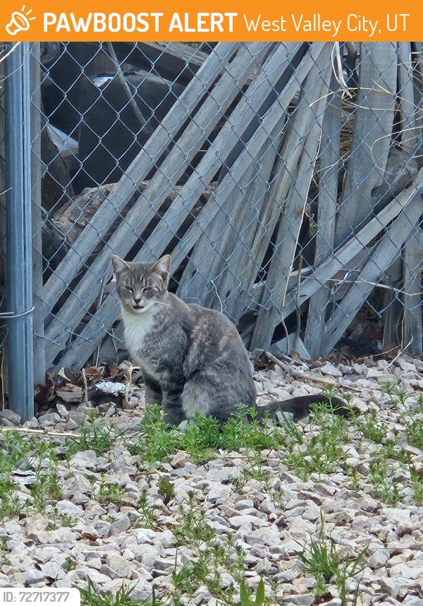 Found/Stray Unknown Cat last seen Near South 3500 West behind Family Dollar, West Valley City, UT 84119