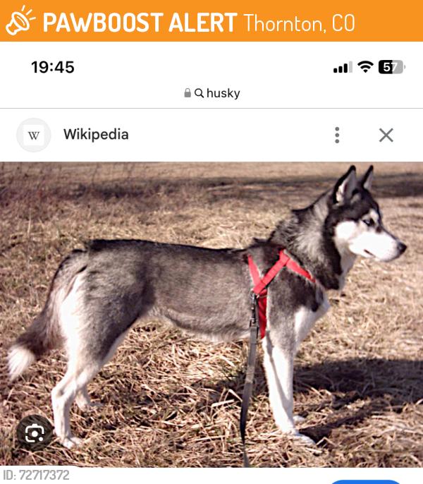Found/Stray Female Dog last seen Spotted roaming at the corner of 1761 Eppinger blvd and Russell way, Thornton, CO 80229