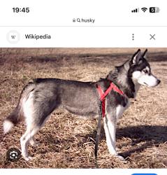 Found/Stray Female Dog last seen Spotted roaming at the corner of 1761 Eppinger blvd and Russell way, Thornton, CO 80229