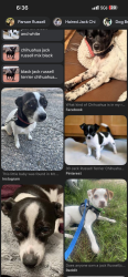 Found/Stray Unknown Dog last seen On the 101 freeway, Phoenix, AZ 85050