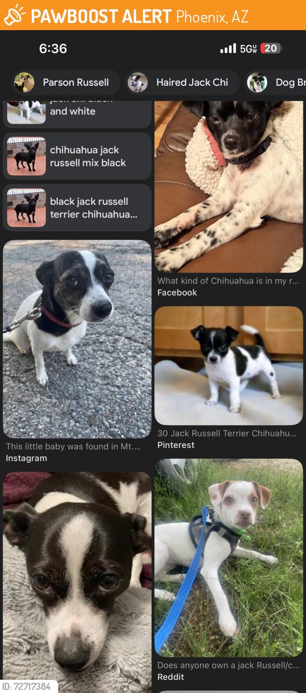 Found/Stray Unknown Dog last seen On the 101 freeway, Phoenix, AZ 85050
