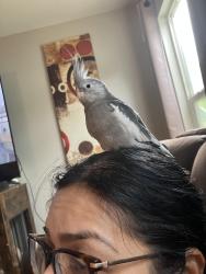 Lost Female Bird last seen The almond orchard right behind 608 Willow ct, Chowchilla, CA 93610
