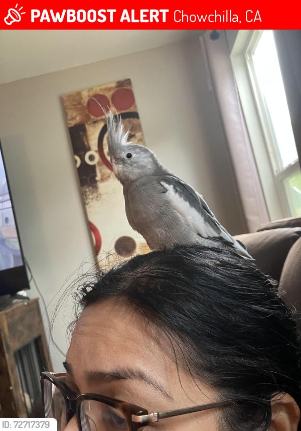 Lost Female Bird last seen The almond orchard right behind 608 Willow ct, Chowchilla, CA 93610
