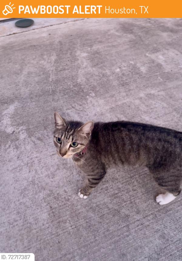 Found/Stray Female Cat last seen Riverview Dr. & E. Brooklake Dr., Houston, TX 77077, Houston, TX 77077