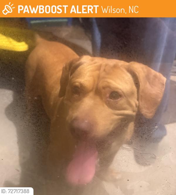 Found/Stray Male Dog last seen Slate ct , Wilson, NC 27893