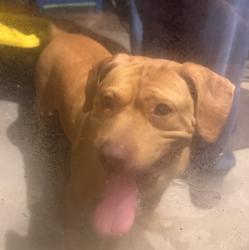 Found/Stray Male Dog last seen Slate ct , Wilson, NC 27893