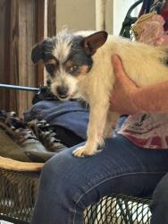 Found/Stray Male Dog last seen flt Rock Rd and Hwy 138, Stockbridge, GA 30281